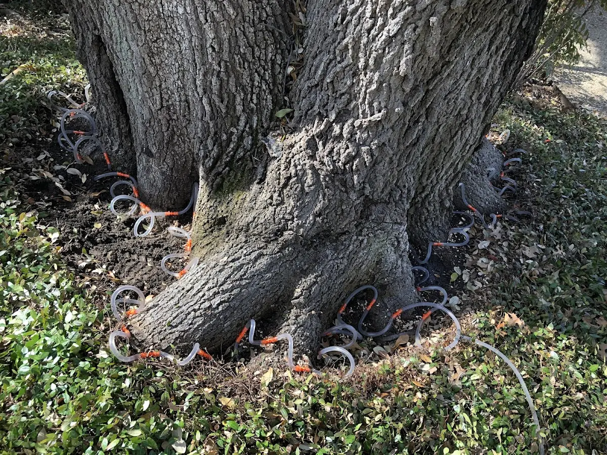 Detailed Tree Cabling and Bracing job site in Oakhurst